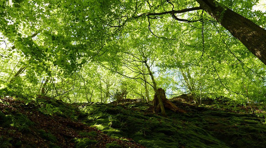 Wandern durch die Drachenschlucht bei Eisenach